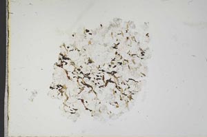 Plane Polarized, S18348