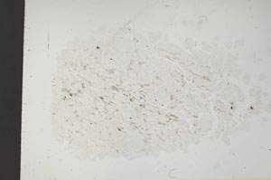 Plane Polarized, S18349