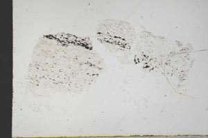 Plane Polarized, S18350