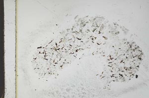 Plane Polarized, S18353