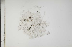 Plane Polarized, S18354