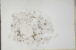 Plane Polarized, S18355