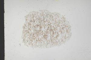 Plane Polarized, S18357