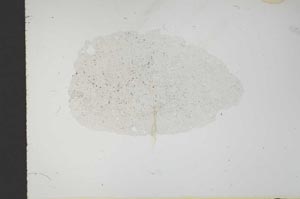 Plane Polarized, S18358