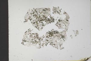 Plane Polarized, S18359