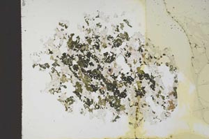 Plane Polarized, S18360