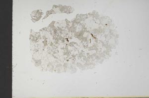 Plane Polarized, S18361