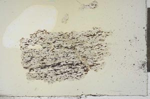 Plane Polarized, S18363