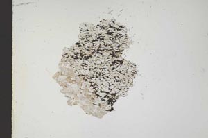 Plane Polarized, S18365