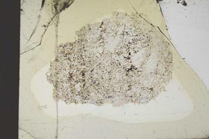 Plane Polarized, S18371