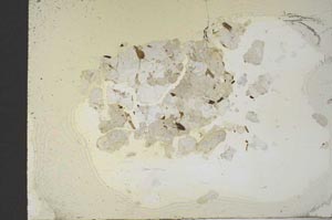 Plane Polarized, S18372