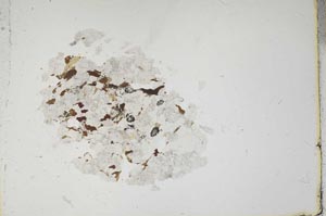 Plane Polarized, S18376