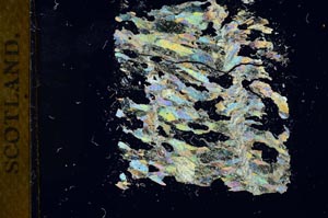 Cross Polarized, S18379