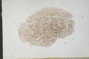 Plane Polarized, S18384