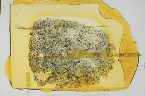 Plane Polarized, S18396