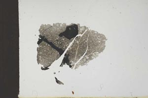 Plane Polarized, S18397