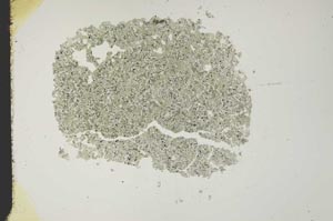 Plane Polarized, S18417