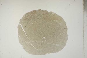Plane Polarized, S18428