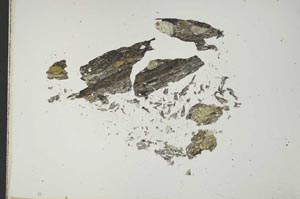 Plane Polarized, S18514