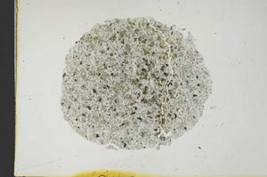Plane Polarized, S18537