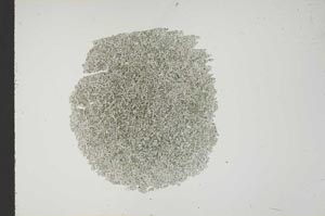 Plane Polarized, S18539