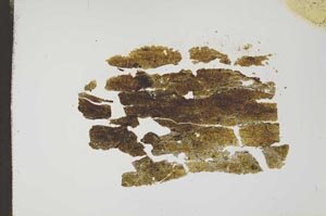Plane Polarized, S18572