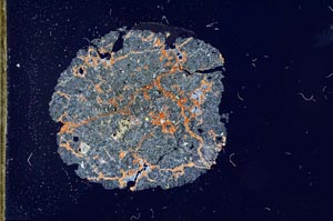 Cross Polarized, S18573