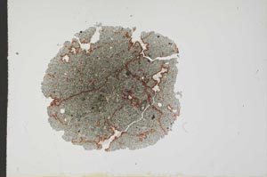 Plane Polarized, S18573