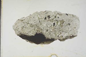Plane Polarized, S18664