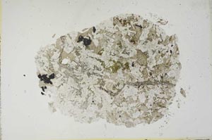 Plane Polarized, S18669
