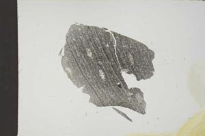 Plane Polarized, S18677