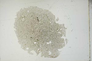 Plane Polarized, S18688