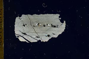 Cross Polarized, S18689