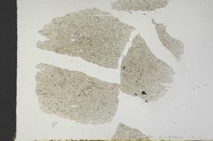 Plane Polarized, S18697