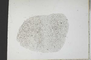 Plane Polarized, S18769