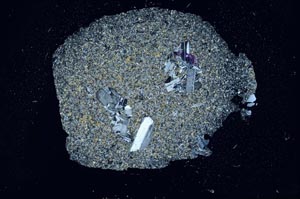 Cross Polarized, S18770