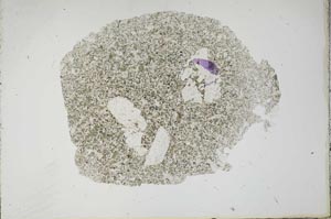 Plane Polarized, S18770