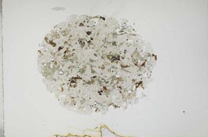 Plane Polarized, S18771