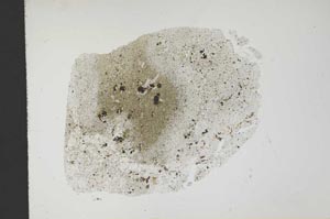 Plane Polarized, S18775