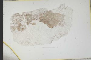 Plane Polarized, S18791