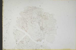 Plane Polarized, S18793