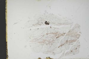 Plane Polarized, S18794