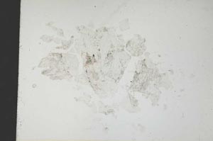 Plane Polarized, S18795