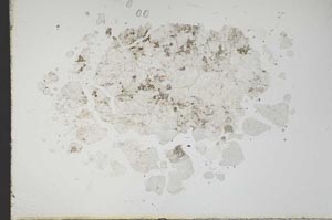Plane Polarized, S18804