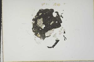 Plane Polarized, S18841