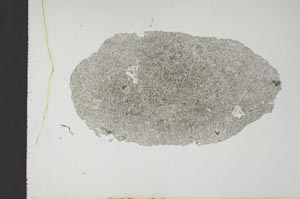 Plane Polarized, S18872