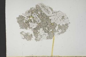 Plane Polarized, S18908