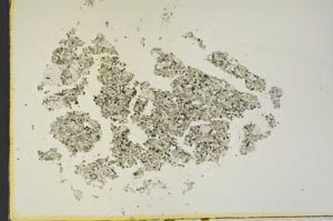 Plane Polarized, S19012