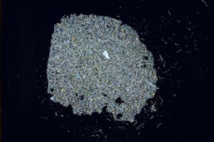 Cross Polarized, S19015