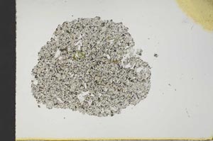 Plane Polarized, S19027